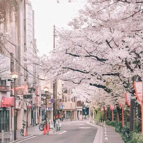  有没有适合女生的ipad壁纸
