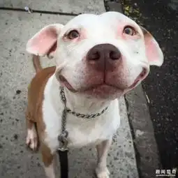  有了新主人后,迷路的小狗魔性的笑根本停不下来