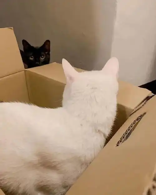  黑猫趁白猫不注意,偷偷亲了白猫一口