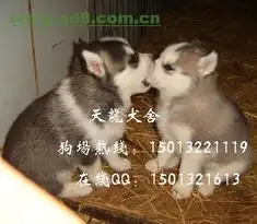 江海哈士奇江海哈士奇价格江海哈士奇转让出售信息qd8.com.cn