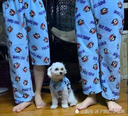  情侣睡衣秒变家庭套装,穿一样的衣服怎么能少了狗子,我仿佛看到它在笑