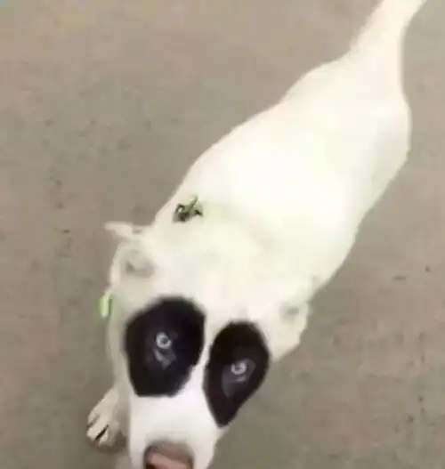  在家待久了,狗都开始烦我了