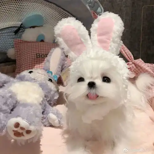 小狗狗头像大合集收藏