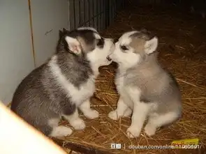  游戏活动引发千人热吻男男之间也有真爱