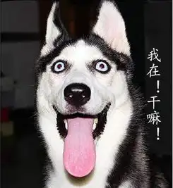  新手适合养哈士奇吗,新手要怎么养好哈士奇