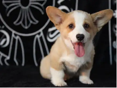  图里有售纯种柯基柯基钱柯基的价格图片攀枝花宠物狗攀枝花列表网