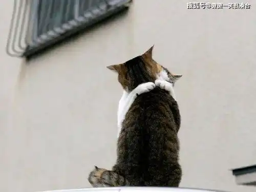  形容长相的委婉说法