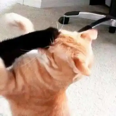 情侣喵头像图片,可爱的猫咪主人的最爱了