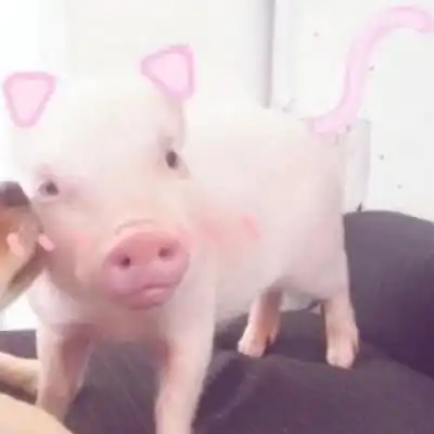  猪猪情侣头像呆萌一左一右抖音可爱真实猪情侣头像