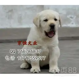 北京哪有拉布拉多犬舍纯种拉布拉多奶白色拉布拉多-黄页88网