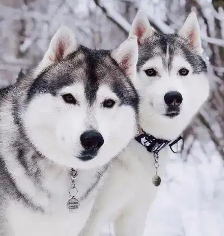  妹纸晒出哈士奇在雪地里的情侣照,结果网友看后简直不敢相信