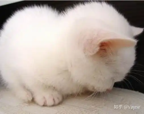  什么猫粮好而不贵排行国产放心的猫粮品牌有哪些