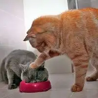  呆萌点的微信头像微信头像图片大全