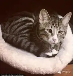  瞧这一脸忧国忧民的样子,担心猫走红网络最爱捕虫