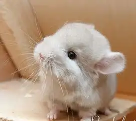  龙猫好不好养不具任何主动攻击性