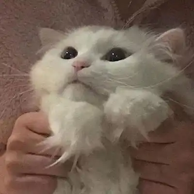  2023最新萌萌哒猫咪可爱图片