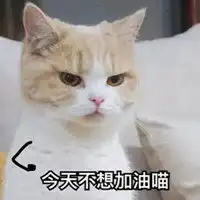  超萌宠物情侣头像萌萌哒可爱猫狗