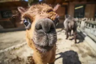  情侣辞职旅行拍动物鼻孔照