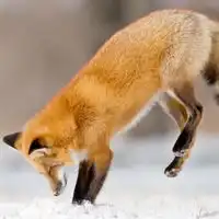  狐狸头像,小狐狸头像,可爱的动物狐狸的头像图片