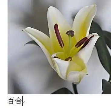  word中插入图片如何设置左边图片右边文字