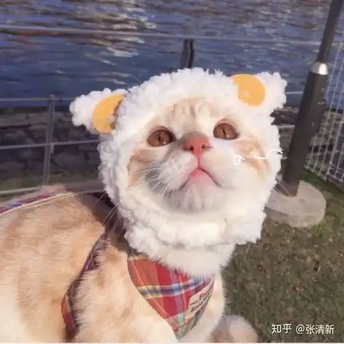  用猫做头像的男生是怎样的心理