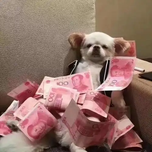  养狗前请确定这6件事,狗狗寿命很短,也经不起虐待