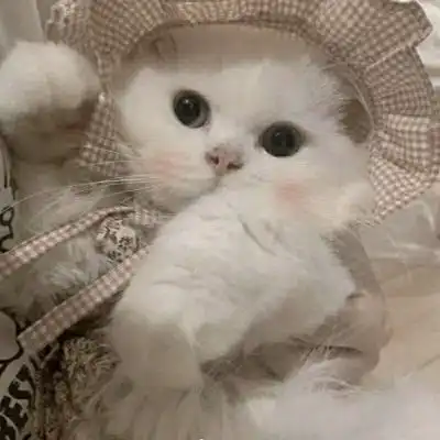  可爱萌宠猫咪头像