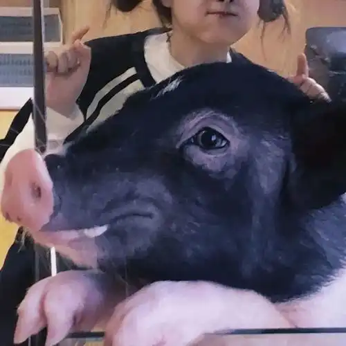  头像情侣头像ins一对情侣头像真人背影夕阳0117期