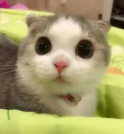  哈士奇你肿么了好肥蠢哈柯基阿拉柯基