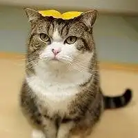  胖脸猫咪头像图片微信头像图片大全