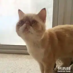  电影版加菲猫红虎斑便宜卖