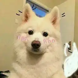 提醒这50种犬种类,郑州市规定禁养