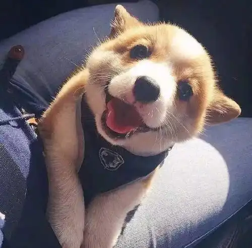  柯基的笑容,可以融化整个寒冬