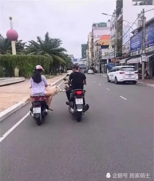  情侣各带狗出去兜风,两狗在路上不忘秀恩爱,成功抢了主人风头