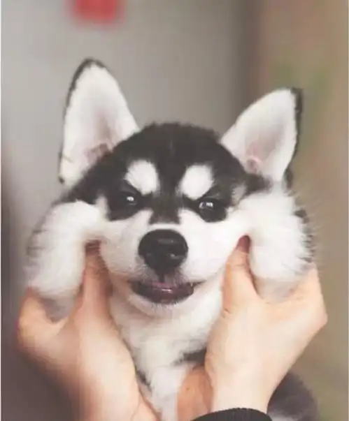  房东不让养狗,小情侣无奈将哈士奇丢给爸妈,结果