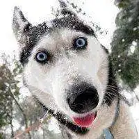  哈士奇情侣狗狗头像微信头像图片大全