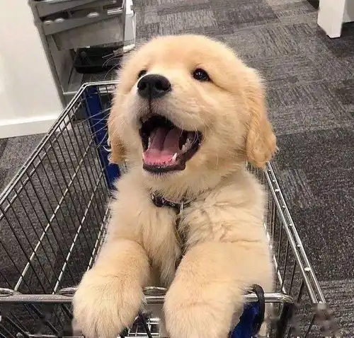  关于驱虫的健康知识点