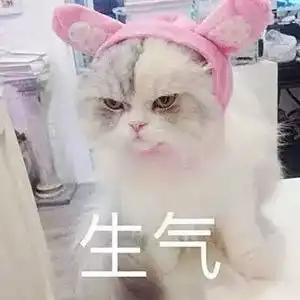 2019年度50大沙雕动物新闻