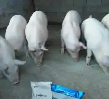  黄页88高清图片