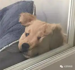 我家的大金毛,好像有点不正经...