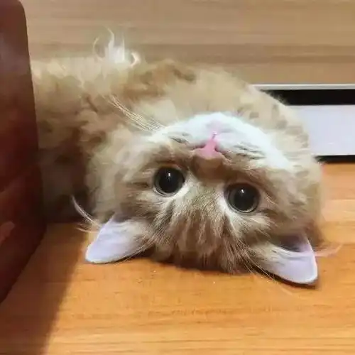  连猫都活成了人生赢家,你还这么丧吗怕胖又怕秃