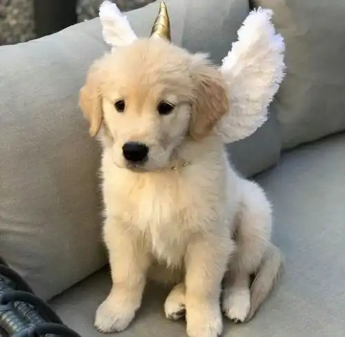  真没想到,你居然是这样的金毛