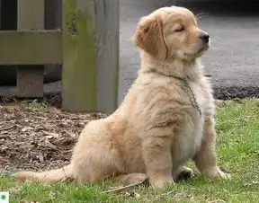  西宁纯种金毛价格西宁哪里能买到纯种金毛犬