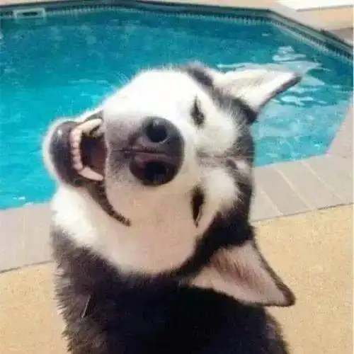 比仪器还灵敏的雪崩搜救犬猫两脚兽,我来救你啦