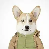  清淡型的微信动物头像微信头像图片大全