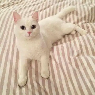  方块图头像情侣头像欧美电影