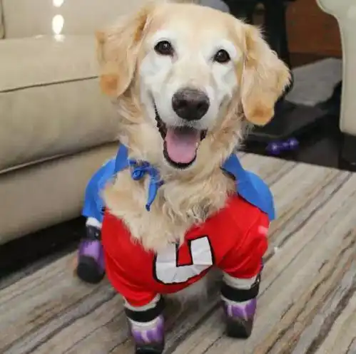  泪奔狗肉场死里逃生四肢被截的金毛小天使,如今站起来用笑容治愈了所有人被爱着的感觉,真好