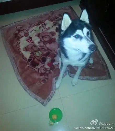 哈士奇的图片,用来做头像急