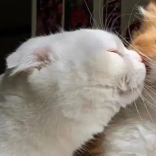  情侣头像超可爱的猫猫情头