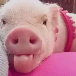  姚小评的微博微博